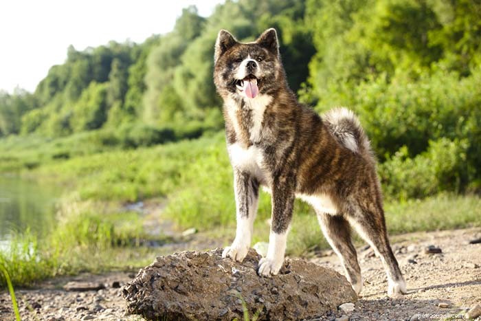 30 nejtišších psích plemen pro byty