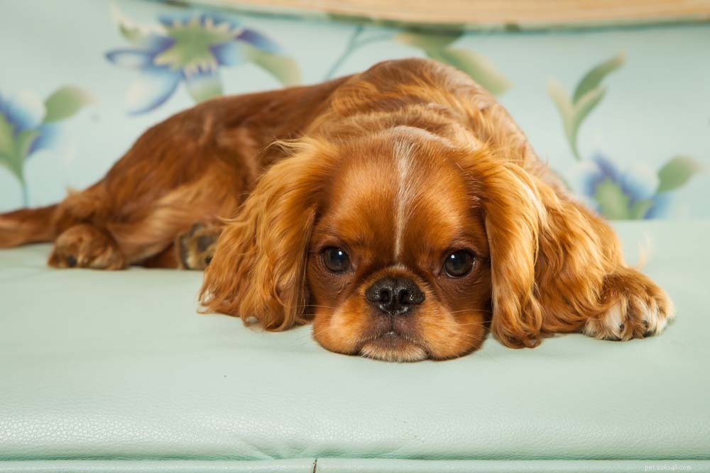 30 самых тихих пород собак для квартир
