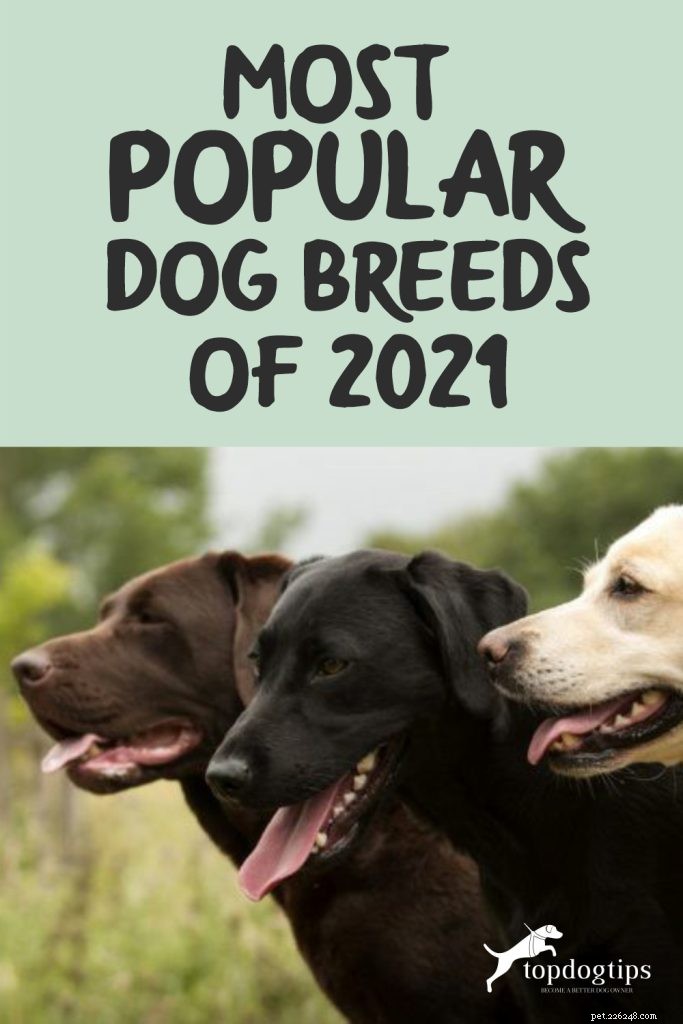 De 10 mest populära hundraserna 2021:En översikt