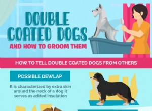 Les chiens à double pelage et comment les toiletter