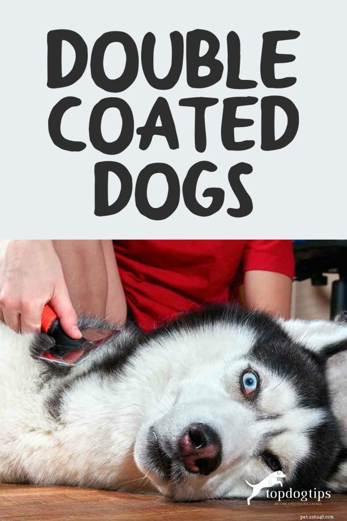 Cães de pelagem dupla e como tomá-los
