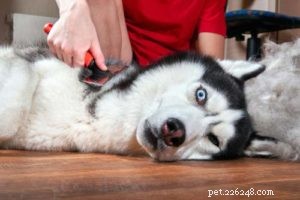 Dubbelgecoate honden en hoe ze te verzorgen