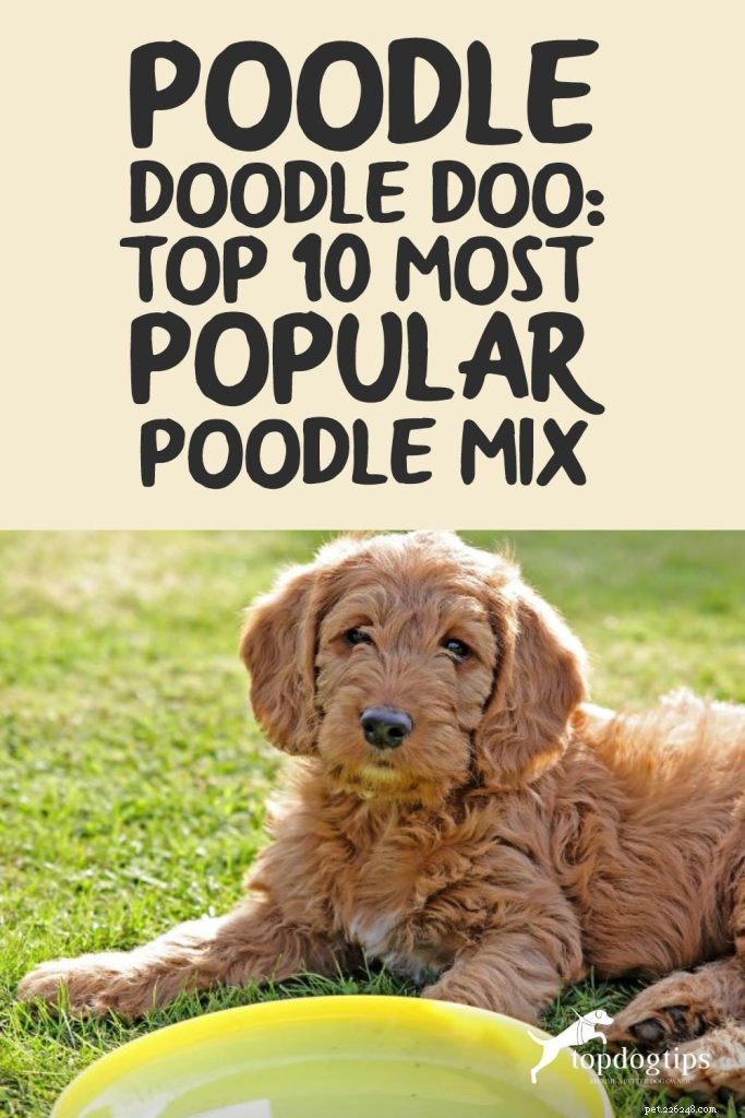 Poodle Doodle Doo! Topp 10 mest populära pudelmix