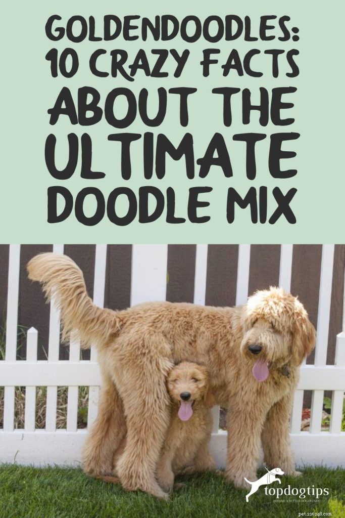 Goldendoodles:최고의 기념일 로고 믹스에 대한 10가지 놀라운 사실