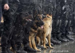 15 races de chiens policiers les plus populaires