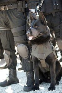 15 razze di cani poliziotto più popolari