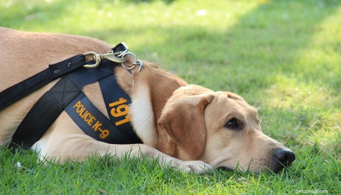 15最も人気のある警察犬の品種 
