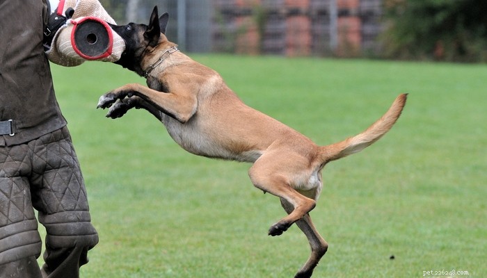 15 races de chiens policiers les plus populaires
