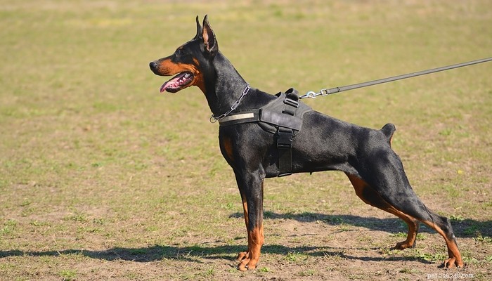 15 самых популярных пород полицейских собак