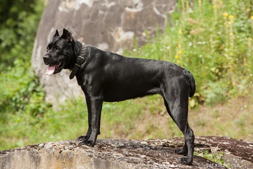 15 raças de cães policiais mais populares