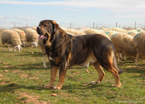 10人気の家畜番犬の品種 