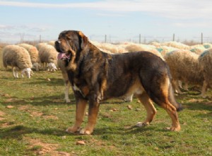 10 raças populares de cães guardiões de gado