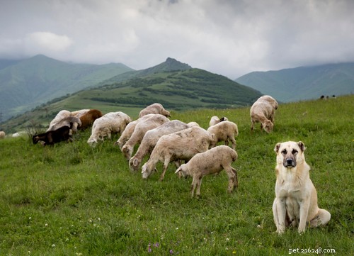10 raças populares de cães guardiões de gado