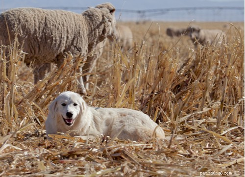 10 razze popolari di cani guardiani del bestiame