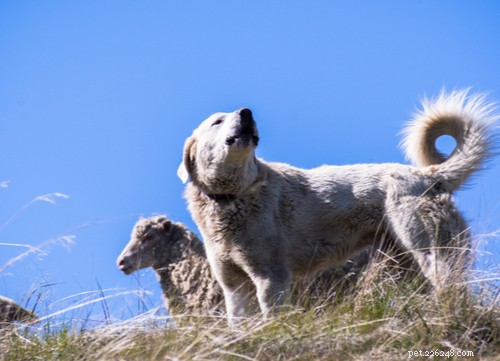 10 razze popolari di cani guardiani del bestiame
