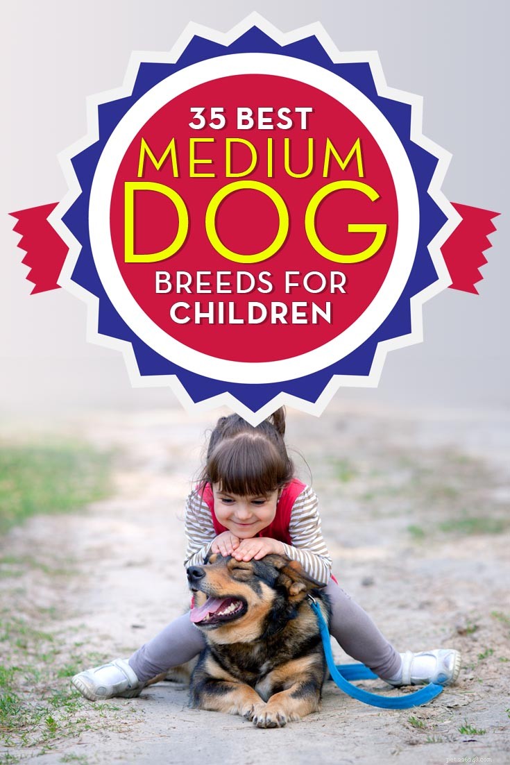 35 bästa medelstora och små hundar för barn