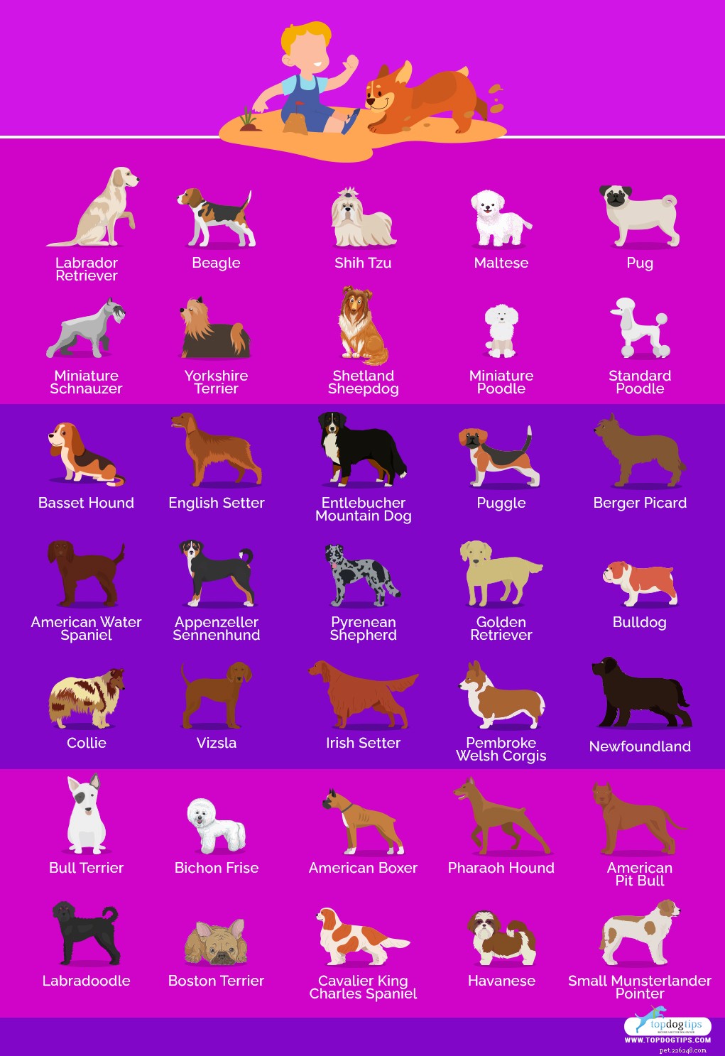 35 beste middelgrote en kleine honden voor kinderen