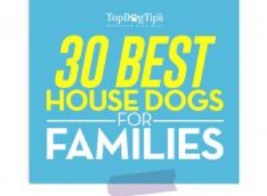 30 plemen, která jsou dobří domácí psi a jsou ideální pro rodiny 
