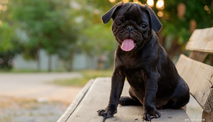 30 raças que são bons cães domésticos e perfeitos para famílias 