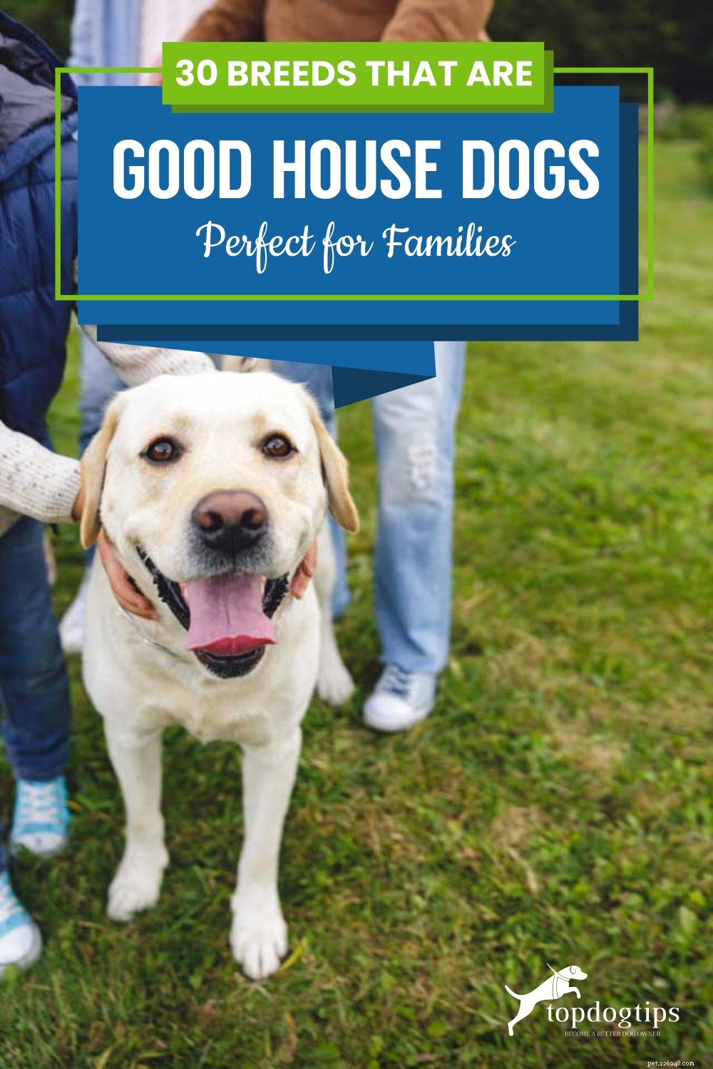 30 races qui sont de bons chiens de maison et parfaits pour les familles