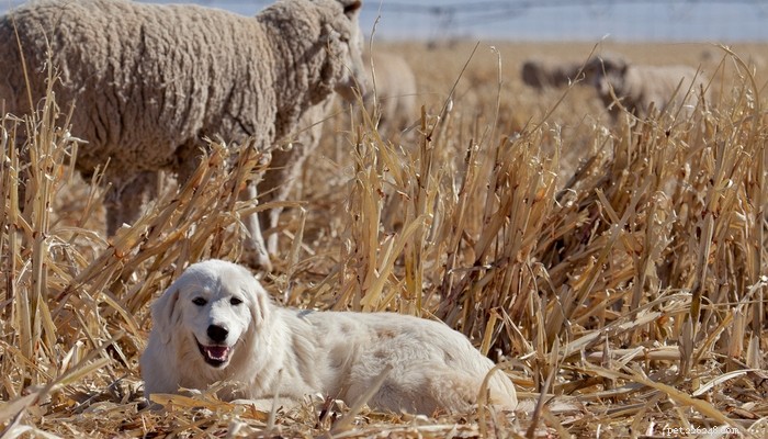 20 raças de cães de fazenda para viver no campo