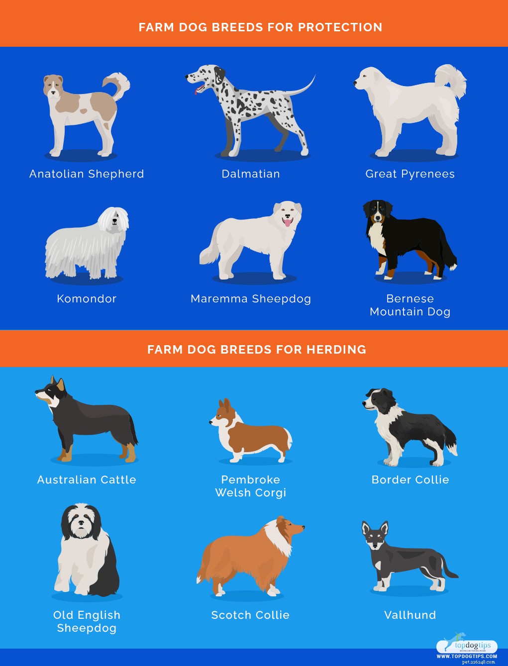田舎に住むための20の飼い犬の品種 