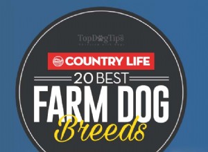 20 пород фермерских собак для жизни в деревне