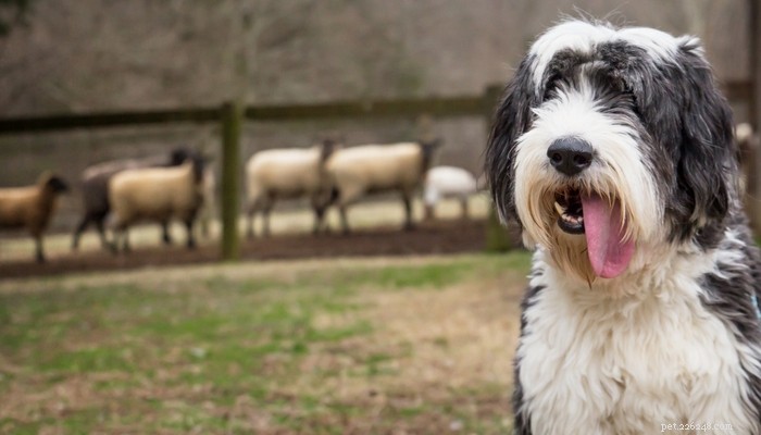 20 пород фермерских собак для жизни в деревне