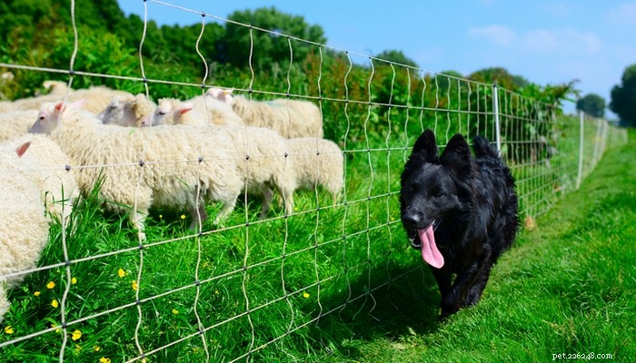 20 raças de cães de fazenda para viver no campo