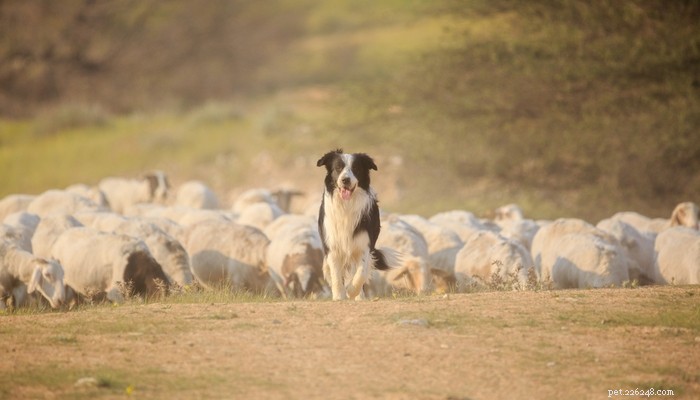 田舎に住むための20の飼い犬の品種 