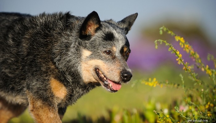 20 razze di cani da fattoria per vivere in campagna