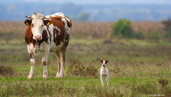 20 boerderijhondenrassen om in het land te leven