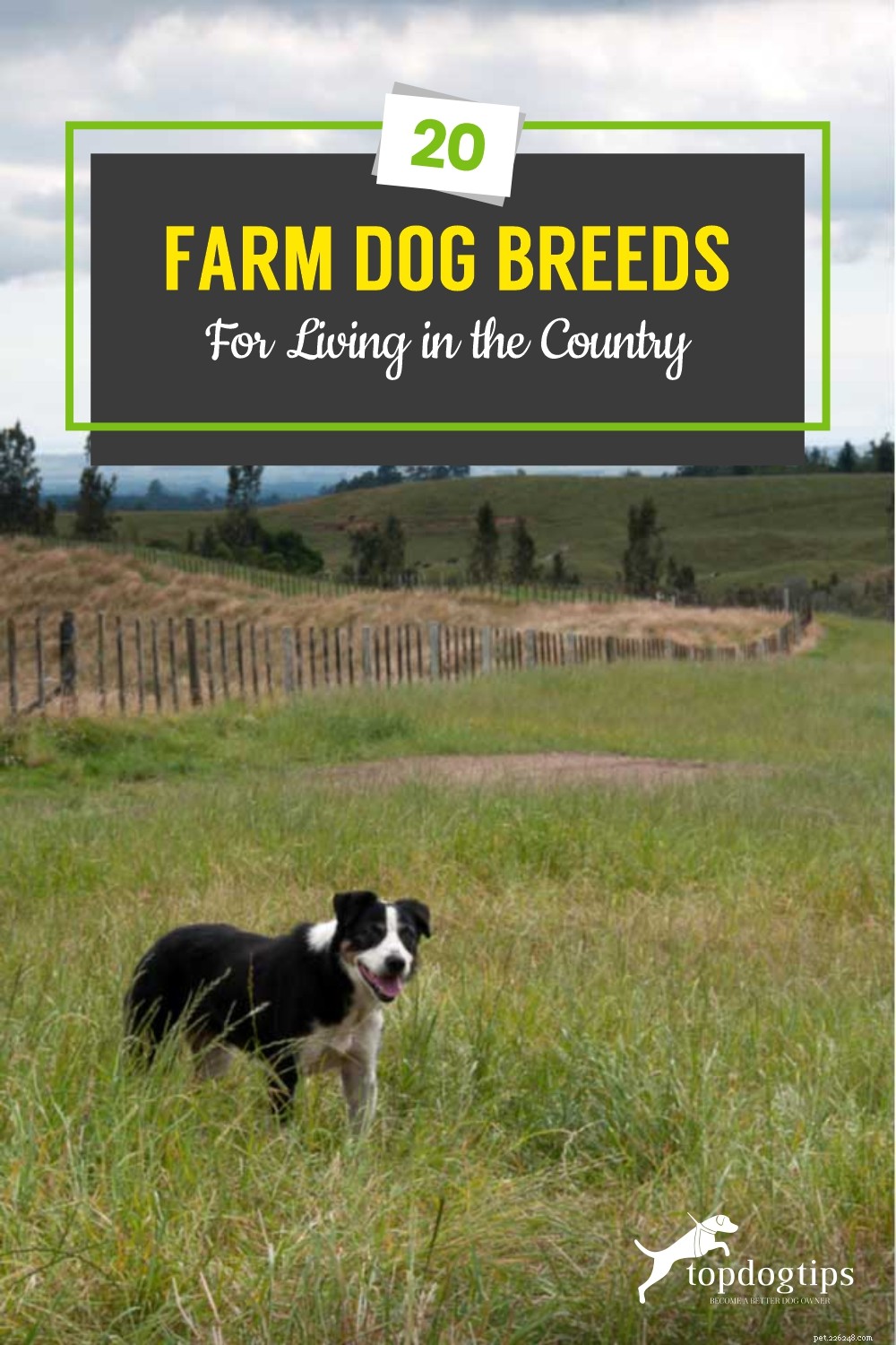 20 races de chiens de ferme pour vivre à la campagne