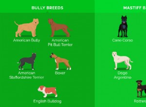 22 nejsvalnatějších psích plemen