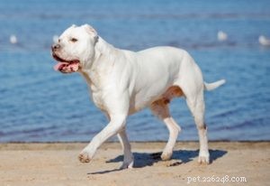 22 races de chiens les plus musclés