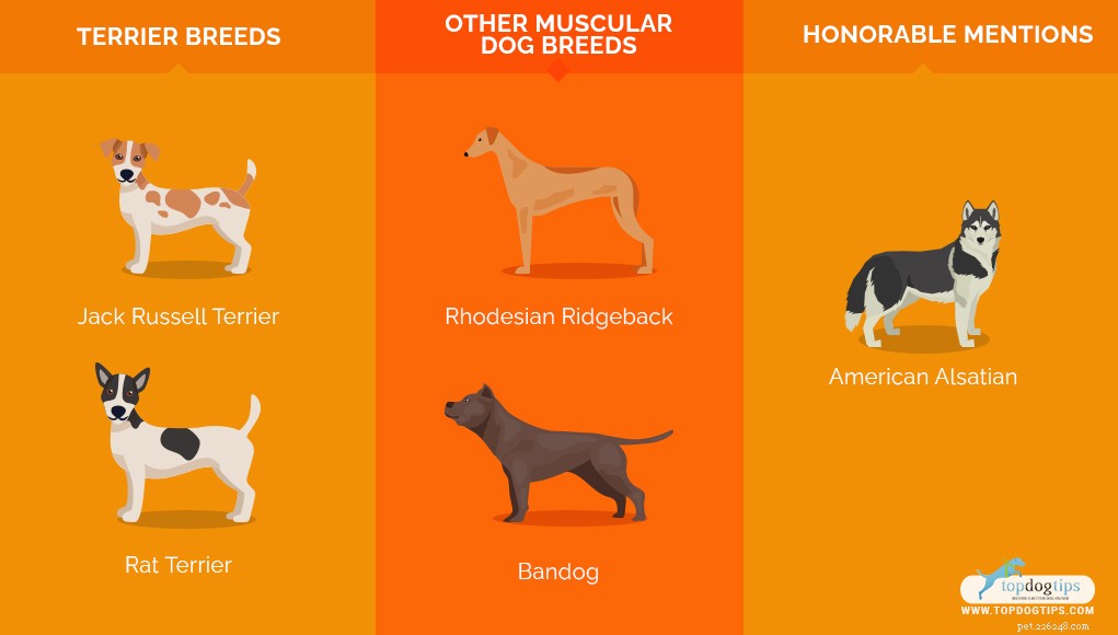 22 mest muskulösa hundraser