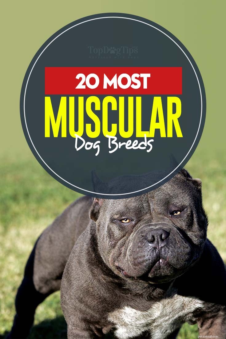 22 mest muskulösa hundraser