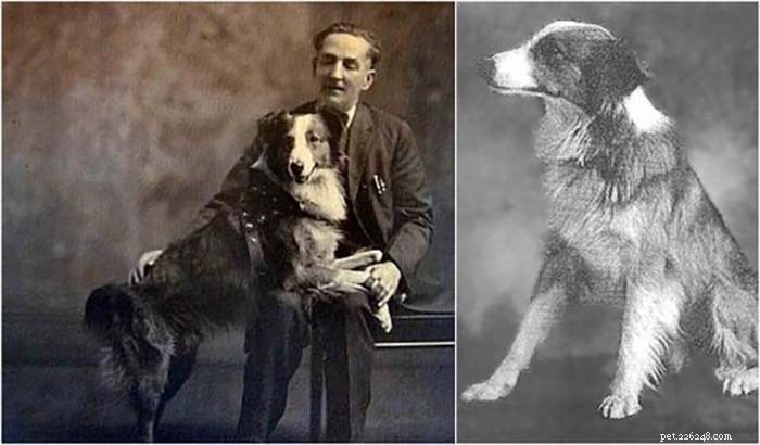 10 cães mais famosos da história