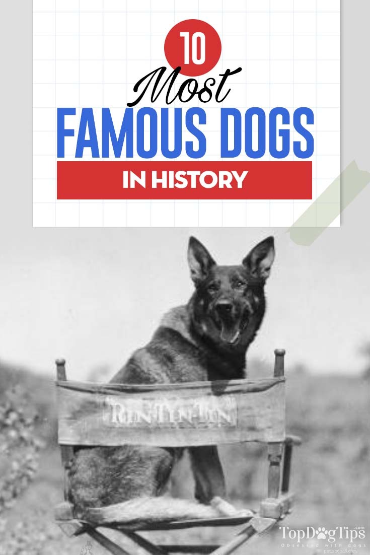 10 chiens les plus célèbres de l histoire