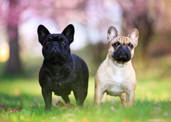 Bästa vård för hundraser med platt ansikte – Skötseltips för brachycefaliska valpar