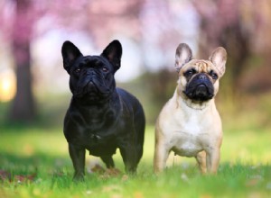 Meilleurs soins pour les races de chiens à face plate – Conseils de soins pour les chiots brachycéphales