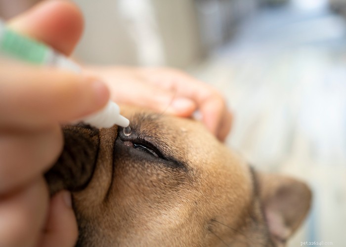 Meilleurs soins pour les races de chiens à face plate – Conseils de soins pour les chiots brachycéphales