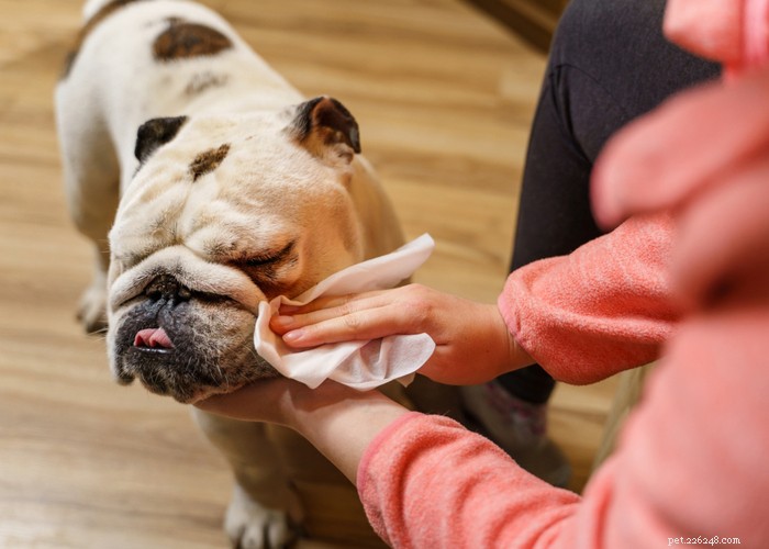 Beste verzorging voor rassen met een plat gezicht – Verzorgingstips voor kortschedelige pups