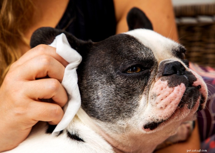Nejlepší péče pro plemena psů s plochým obličejem – tipy na péči o brachycefalická štěňata