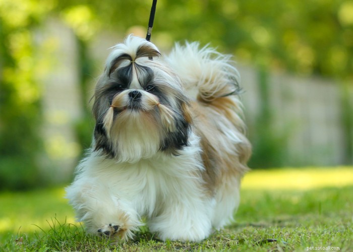 フラットフェイスの犬種のベストケア–短頭の子犬のケアのヒント
