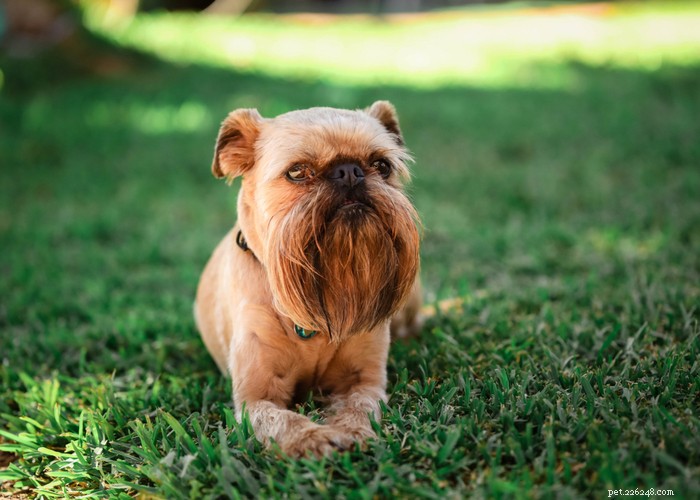 Beste verzorging voor rassen met een plat gezicht – Verzorgingstips voor kortschedelige pups