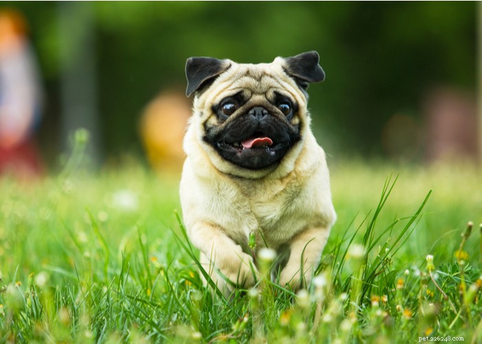 Nejlepší péče pro plemena psů s plochým obličejem – tipy na péči o brachycefalická štěňata