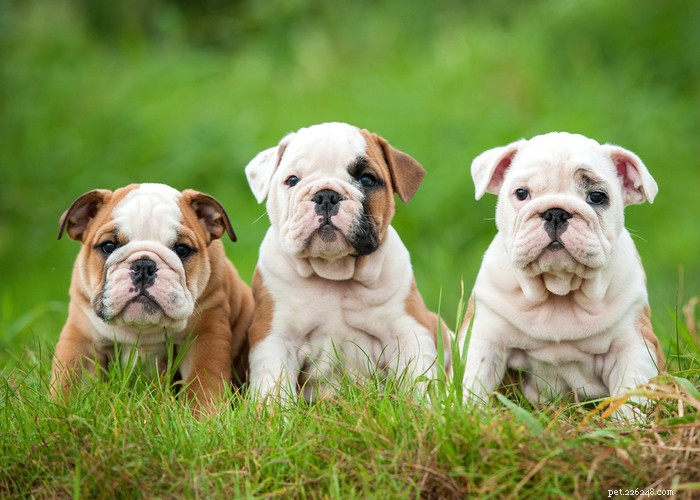 Migliore cura per le razze di cani dalla faccia piatta – Suggerimenti per la cura dei cuccioli brachicefali
