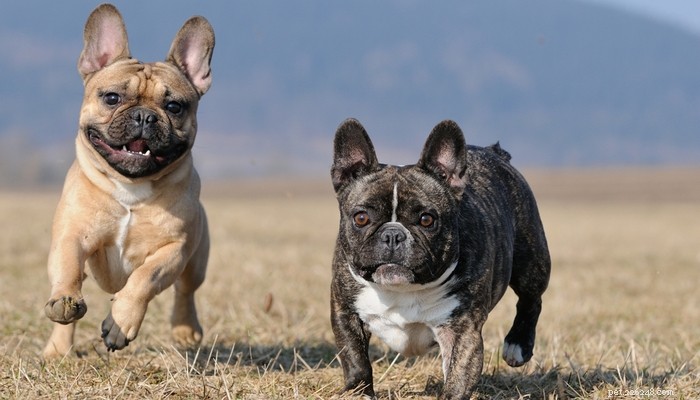 Profilo della razza Bulldog francese