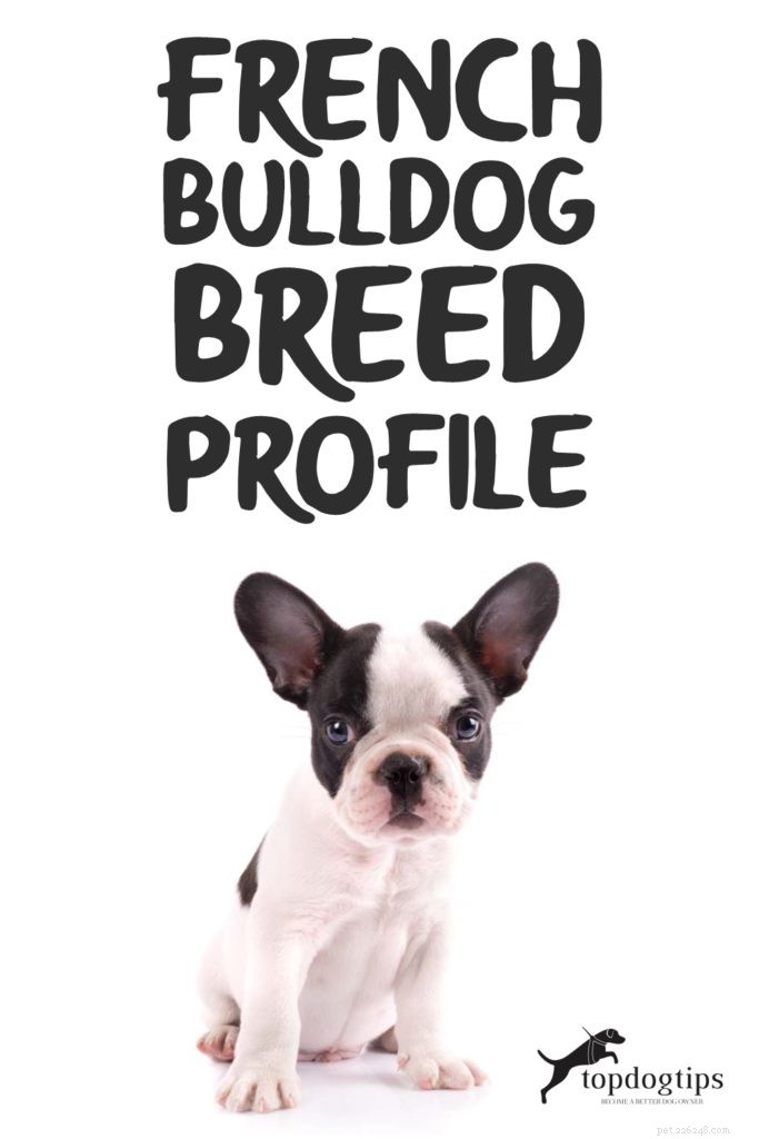 Profilo della razza Bulldog francese